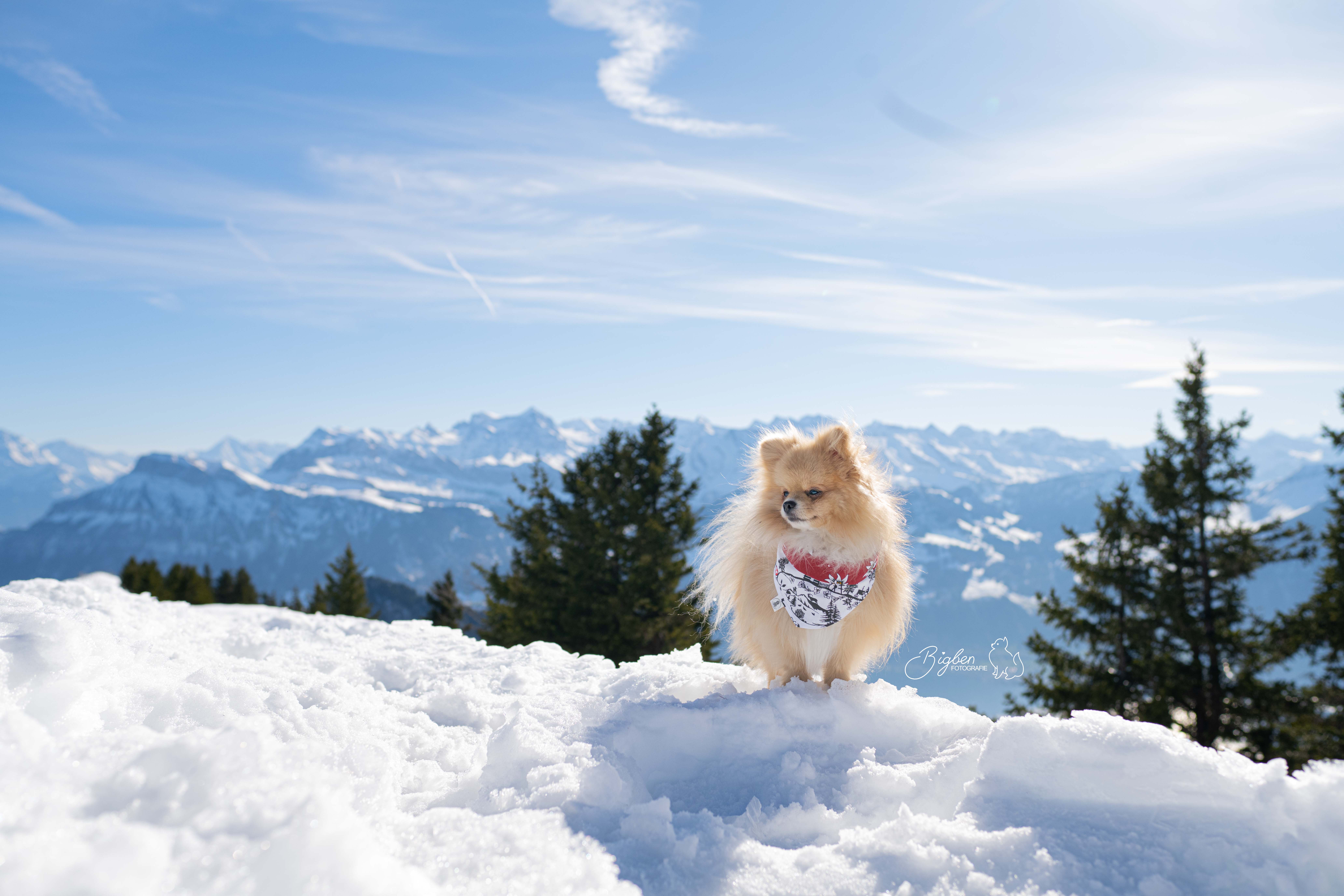 ein kleiner hellbrauner Hund steht im Schnee und trÃ¤gt ein Edelweissbandana