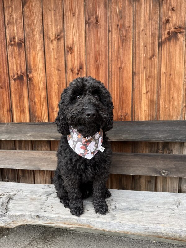 Bandana Geister – Bild 3